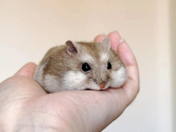 Where to Buy Realistic Cat Stuffed Animals?