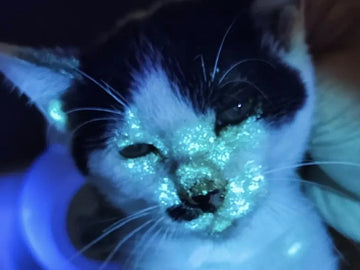 What Does Ringworm Look Like on Cats? Symptoms, Treatment & Prevention