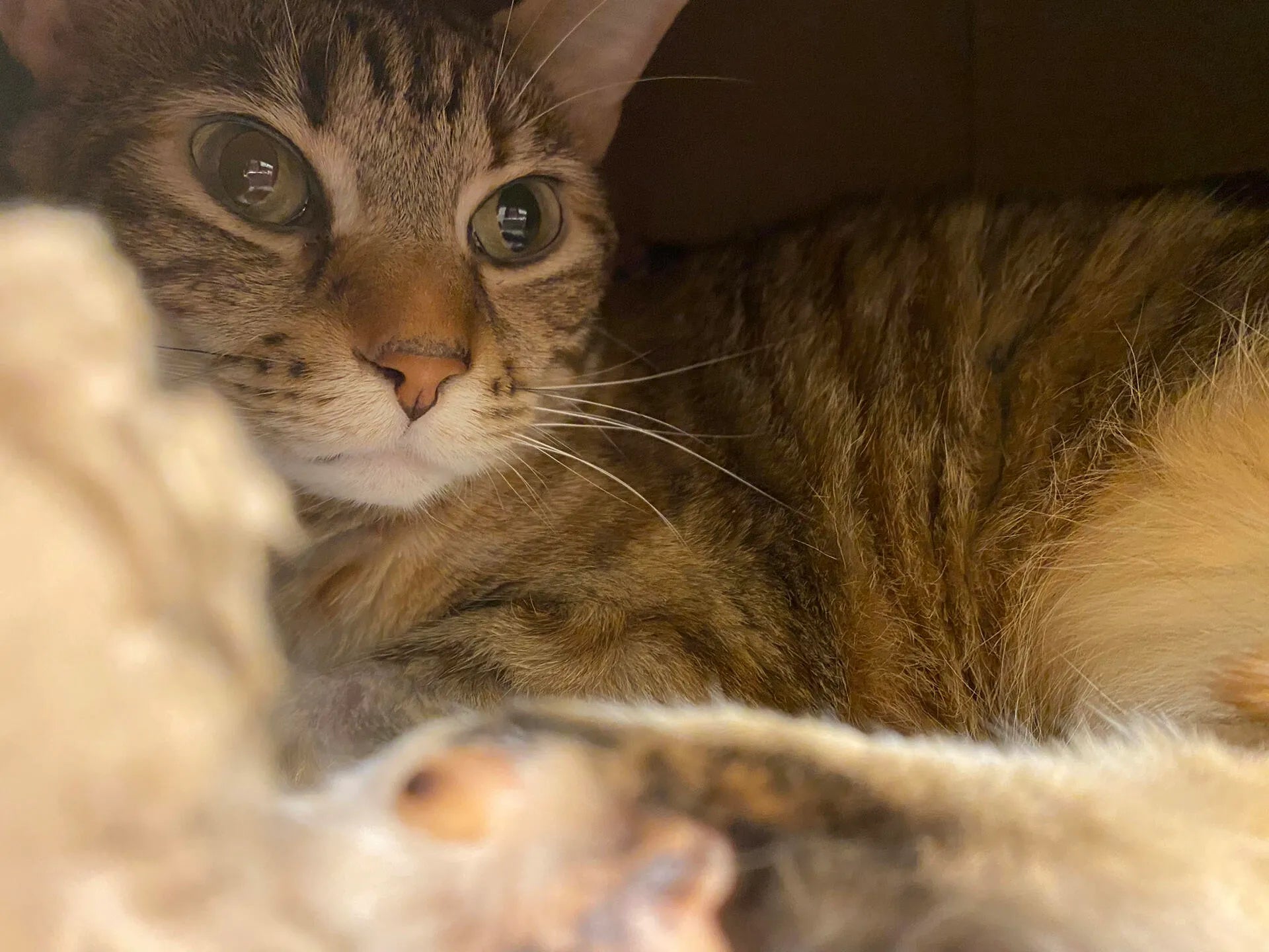Picture of Understanding Feline Leukemia (FeLV): Survival, Transmission & Hope ...