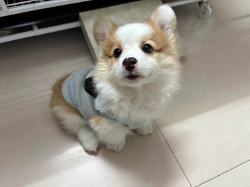 Pet-Friendly Rituals: Daily Micro Acts That Strengthen Your Bond