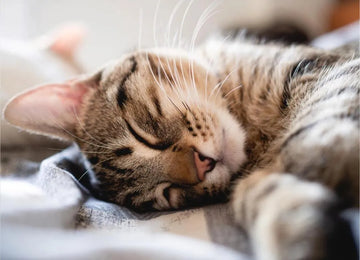 12 Signs a Cat Shows Before Passing Away & How to Cope with Grief