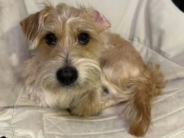 How I Found Healing After Losing My Beloved Pet