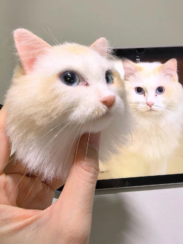 What to Give a Person Who Loves Cats?