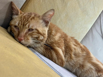 How I Treated My Cat’s FIP (2025 U.S. Guide): Diagnose & Treat