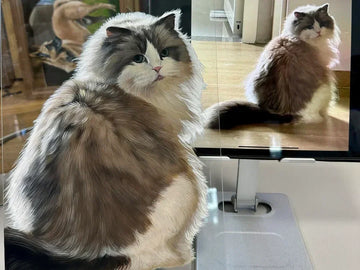 9-Image Guide to Painting Flat Custom Pet Glass Oil Portraits