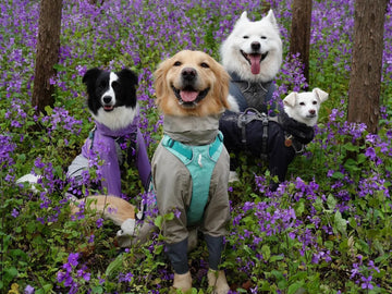 Do Pets Experience Time Like Us? Understanding Animal Chronobiology
