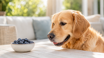 Can Dogs Have Blueberries