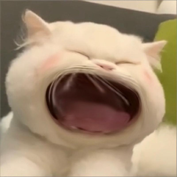 Crying Cat Meme: Why the Internet Loves Sad, Teary-Eyed Cats