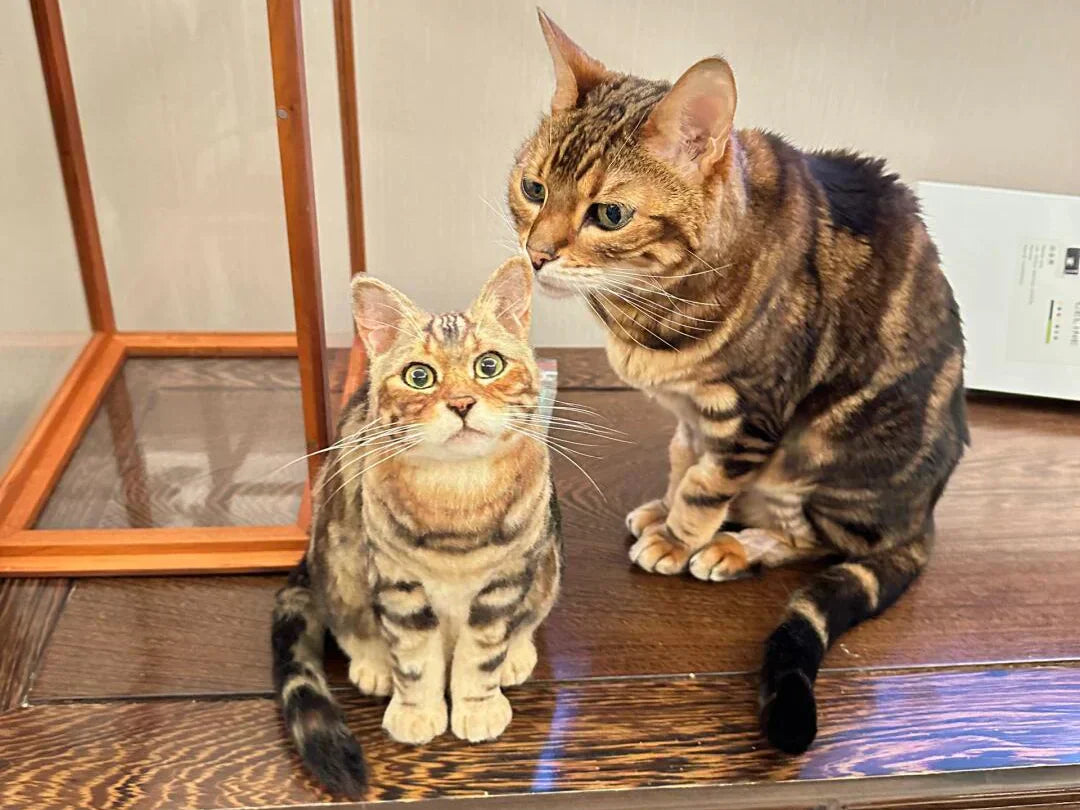 Cat portrait guide cover