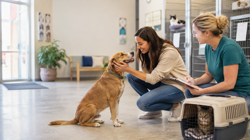Pet Adoption Near Me