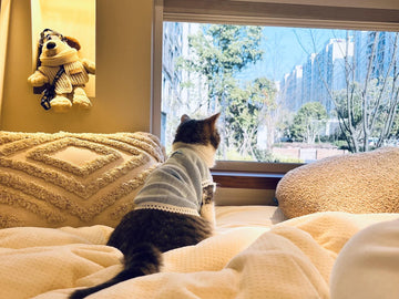 Why Pet Travel Is Becoming a Global Trend