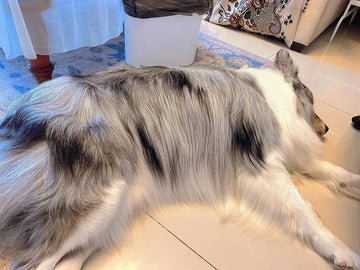 The Science of Pet Memories: Why We Remember Every Detail
