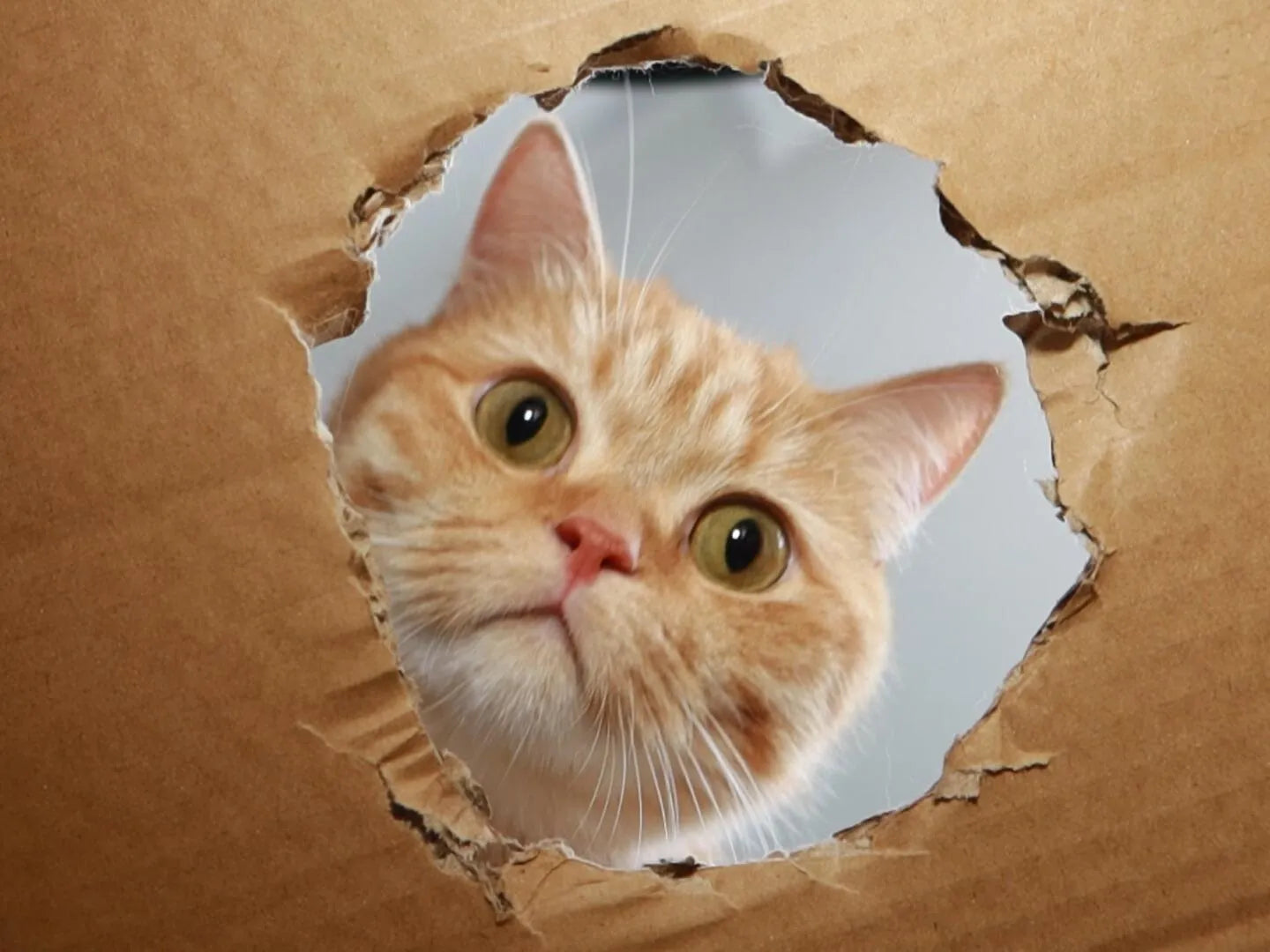 How Pets Perceive Time: Understanding Their Internal Clocks