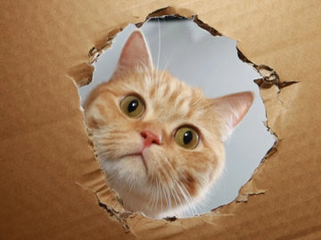 How Pets Perceive Time: Understanding Their Internal Clocks