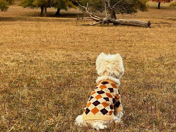 Ultimate 2025 Dog Travel Guide: Autumn Adventures With Pets