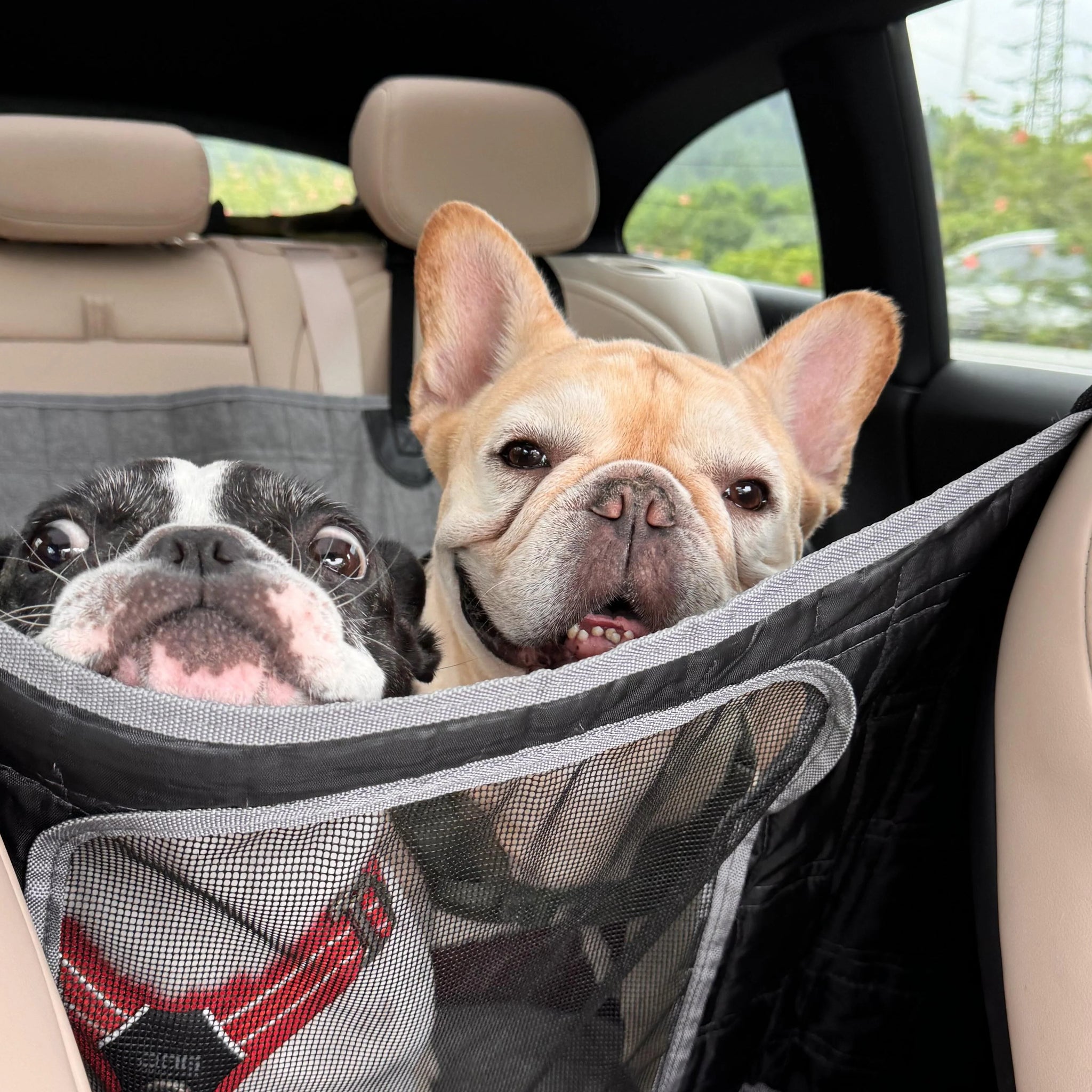 Stress-Free Road Trips with Pets: Packing Checklist & Safety Guide 2025