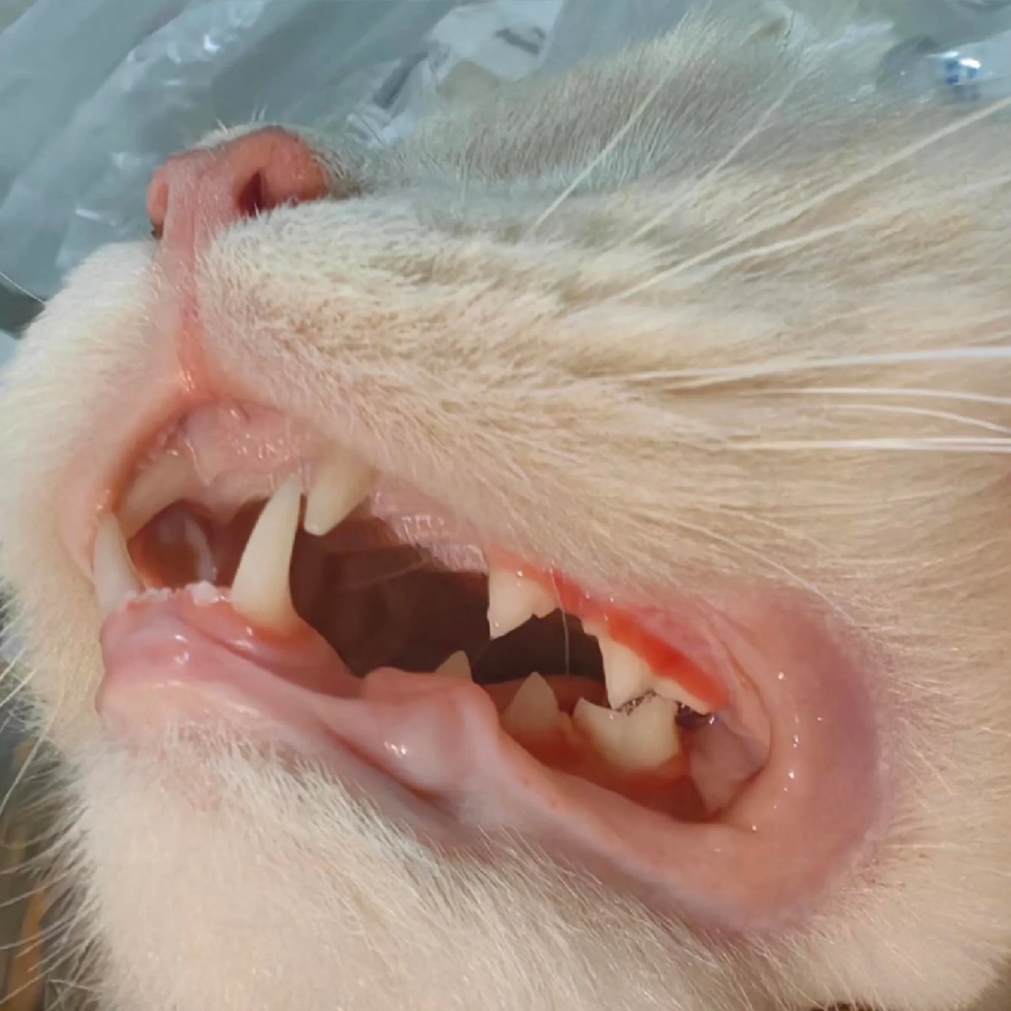 How to Diagnose & Treat Cat Oral Diseases — Gingivitis, Periodontitis & Stomatitis