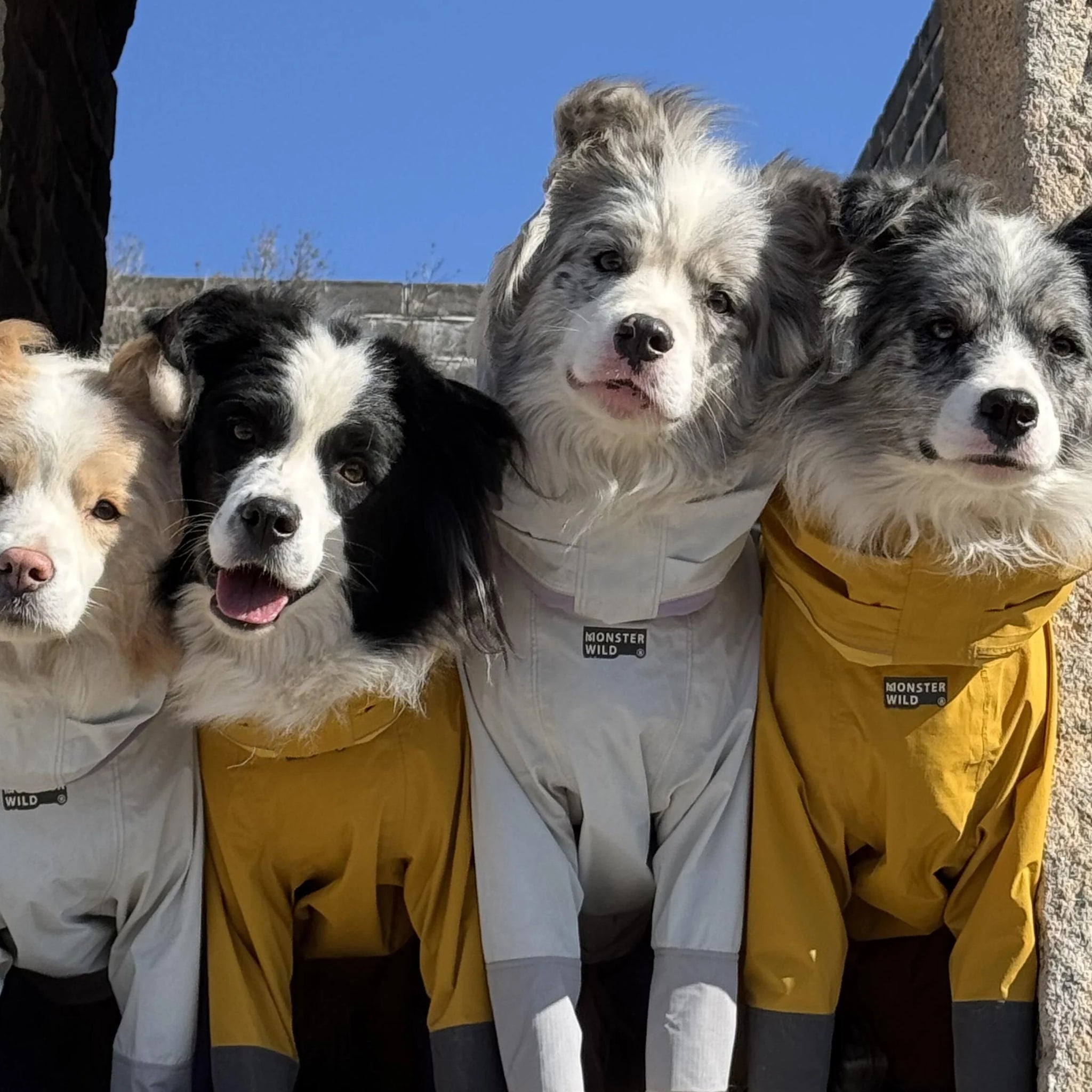 Is Pet Insurance Worth It in 2025? A Researcher’s Insider Guide