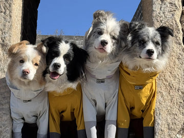 Is Pet Insurance Worth It in 2025? A Researcher’s Insider Guide