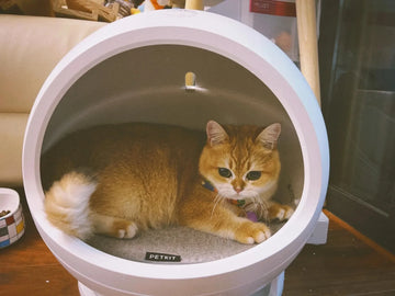 Gift Ideas for First-Time Pet Owners: Practical & Sentimental