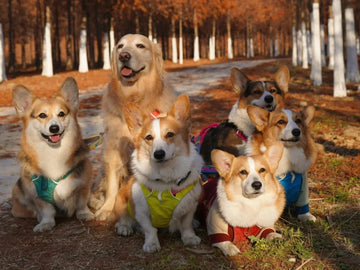 Everyday Gifts with Extraordinary Meaning: Pets in Our Routine