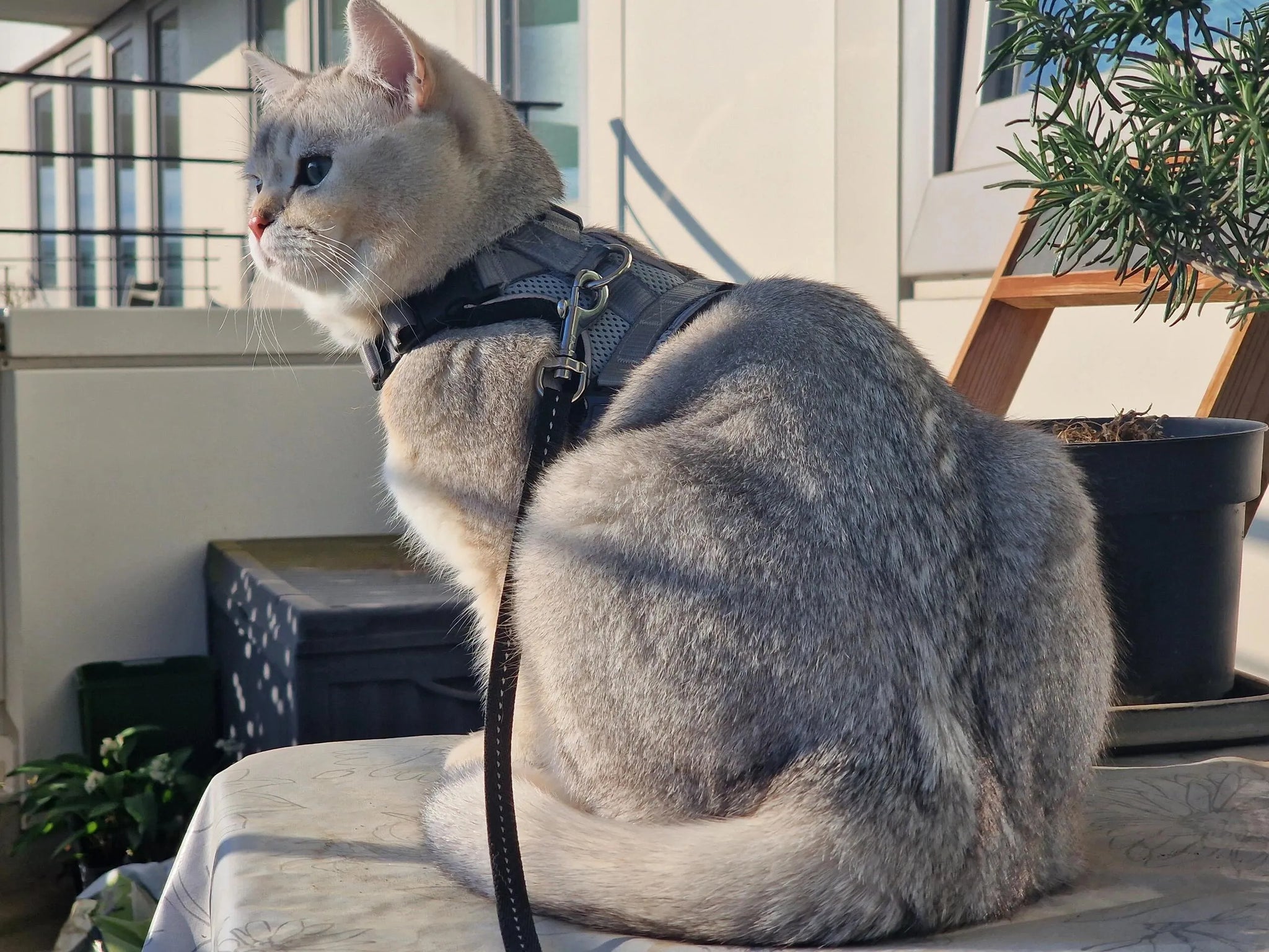 Cat Safety at Home: Essential Tips for a Risk-Free Environment