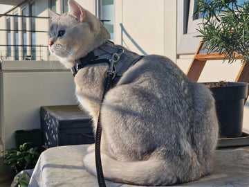 Cat Safety at Home: Essential Tips for a Risk-Free Environment