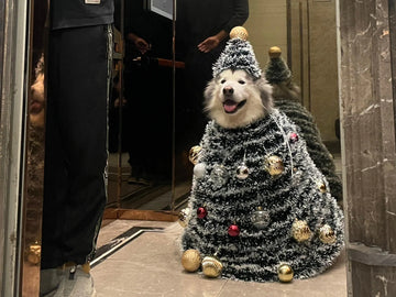 10+ Handcrafted & Customized Christmas Presents for Pet Lovers in 2025