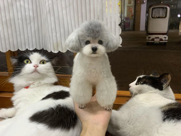 From Felting Keychains to Personalized Dog Stuffed Animals