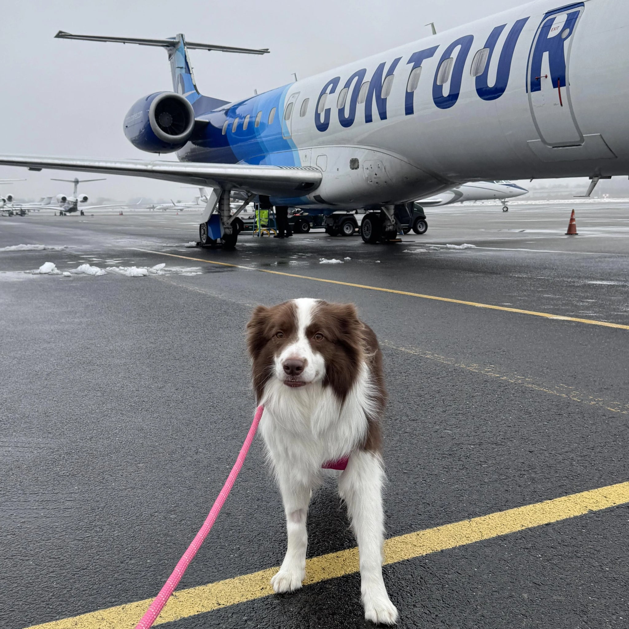 2025 Airport Pet Travel Guide: Relief Rooms, Border Rules & Tips