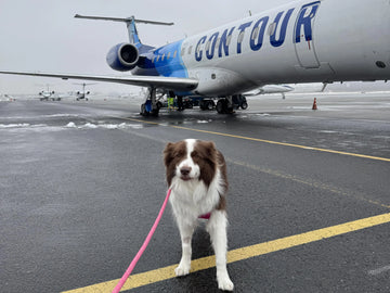 2025 Airport Pet Travel Guide: Relief Rooms, Border Rules & Tips