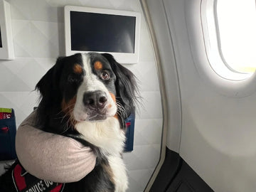 Pet-Friendly Airlines in 2025: Which Carriers Care Most About Animals