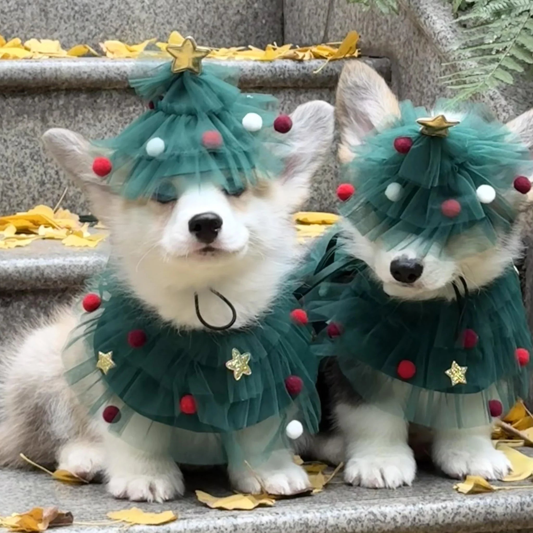 Why Pet Portraits Make the Perfect Christmas Gift for Pet Lovers