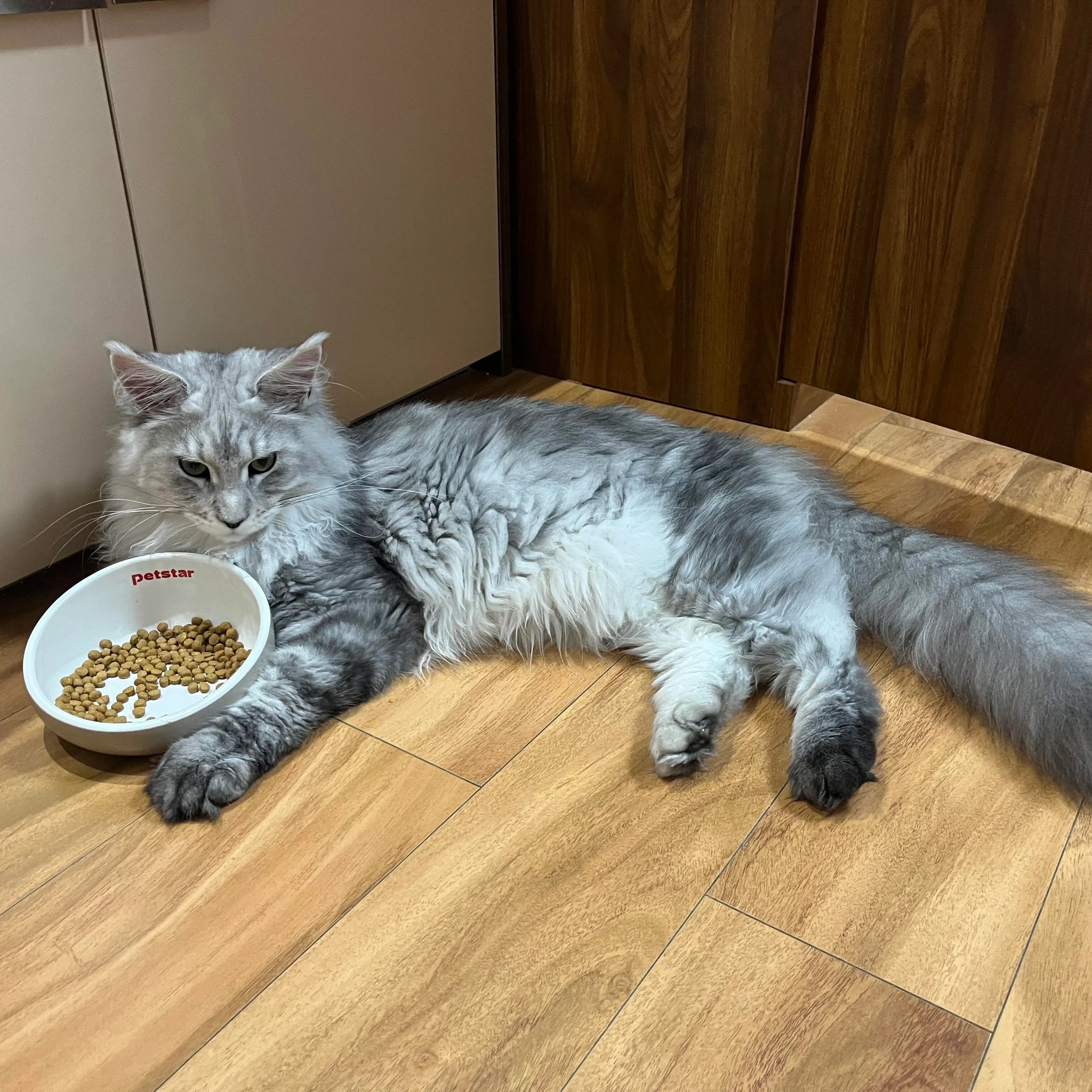 How to Feed Your Cat Scientifically: Balanced Diets & DIY Tips