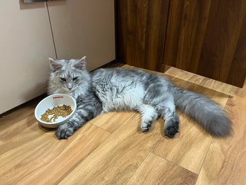 How to Feed Your Cat Scientifically: Balanced Diets & DIY Tips