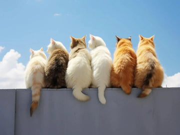 A Brief History of Pets as Family Members