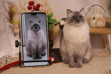 How to Transform Pet Photos into Stunning Portraits
