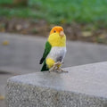 Custom 3D Wool Felted Bird – Full Body Design