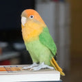 Custom 3D Wool Felted Bird – Full Body Design