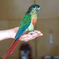 Custom 3D Wool Felted Bird – Full Body Design