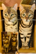 Custom 3D Wool Needle Felt Pet Portrait with Wooden Frame | PetDecorArt