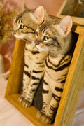 Custom 3D Wool Needle Felt Pet Portrait with Wooden Frame | PetDecorArt