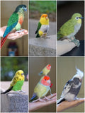 Custom 3D Wool Needle Felted Bird – Full Body Design