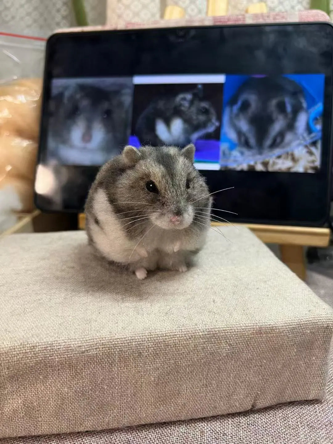 Custom 3D Wool Needle Felted Hamster Ferrets | PetDecorArt